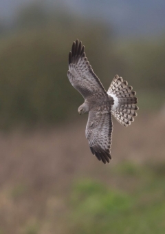 ハイイロチュウヒ3