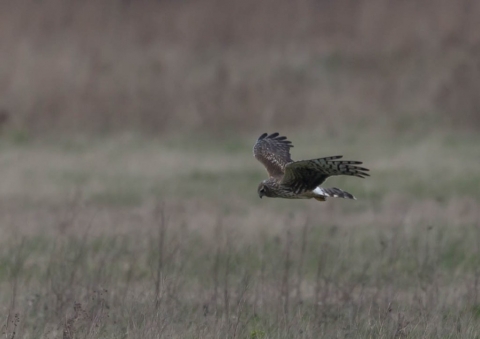 ハイイロチュウヒ11