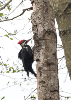 エボシクマゲラ2