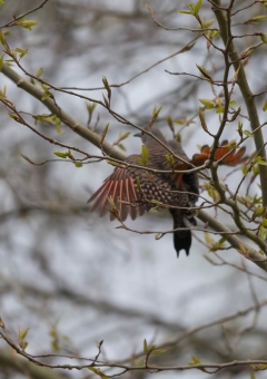 ハシボソキツツキ6