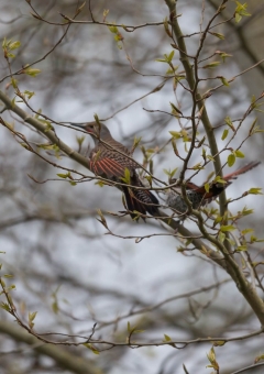 ハシボソキツツキ13