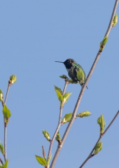 アンナハチドリ3