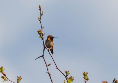 アカフトオハチドリ2