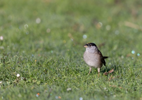 キガシラシトド6
