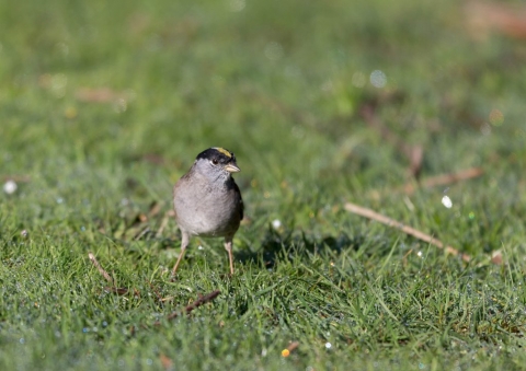 キガシラシトド9