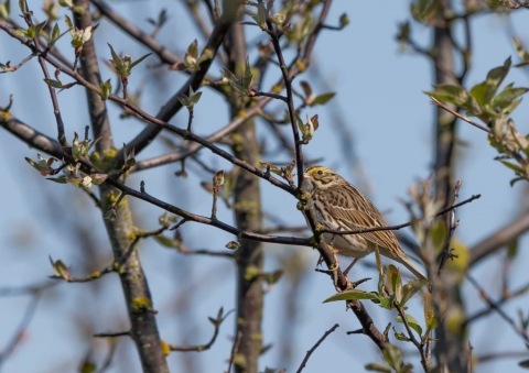 サバンナシトド4