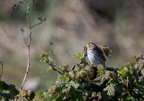 サバンナシトド6