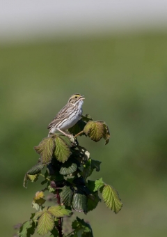 サバンナシトド13