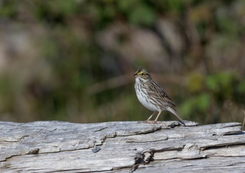 サバンナシトド12