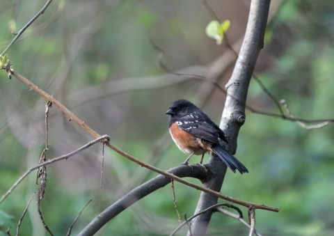 ホシワキアカトウヒチョウ1