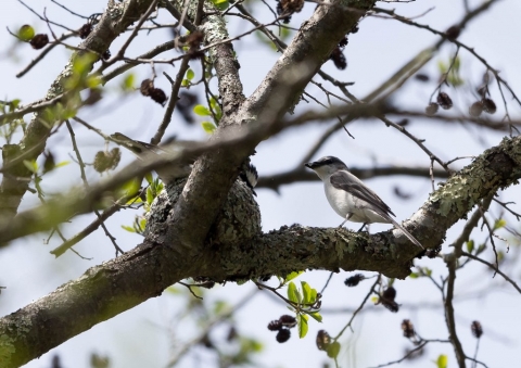 サンショウクイ2