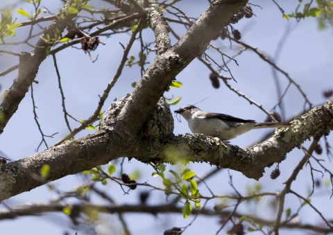 サンショウクイ3