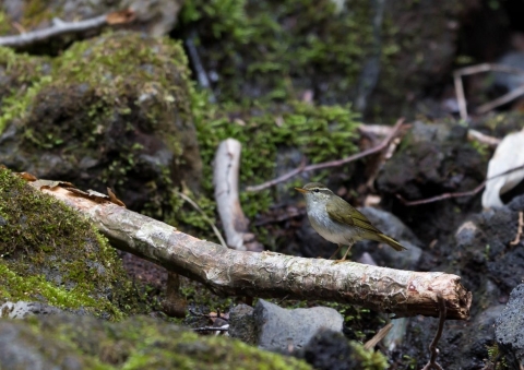 センダイムシクイ1