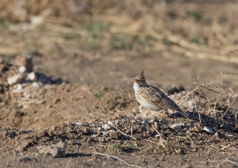 カンムリヒバリ3