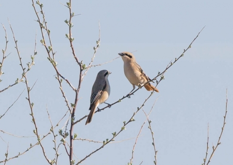 モウコアカモズ5