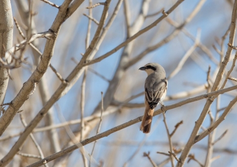 モウコアカモズ9