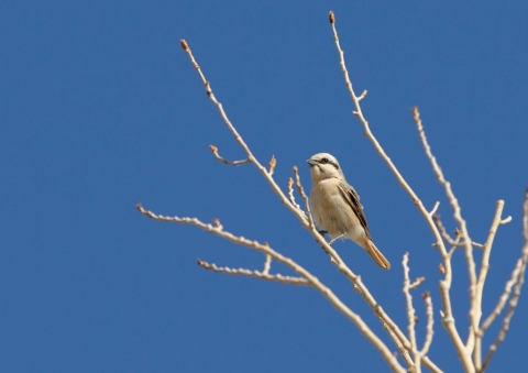 モウコアカモズ7