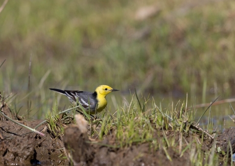 キガシラセキレイ7