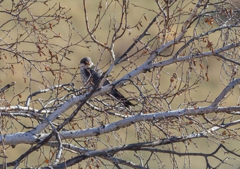 アカアシチョウゲンボウ2