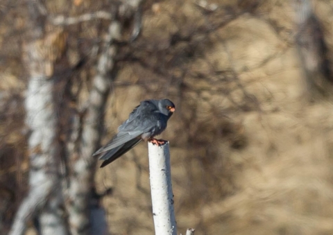 アカアシチョウゲンボウ1
