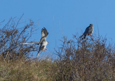 アカアシチョウゲンボウ12