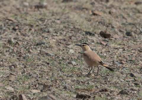 ハシナガサバクガラス1