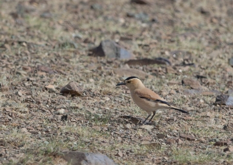 ハシナガサバクガラス8