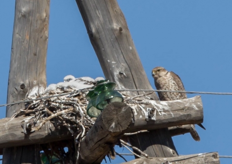 セーカーハヤブサ1