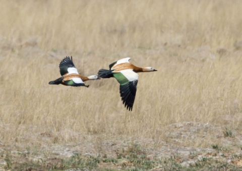 アカツクシガモ13