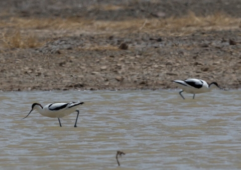 ソリハシセイタカシギ5