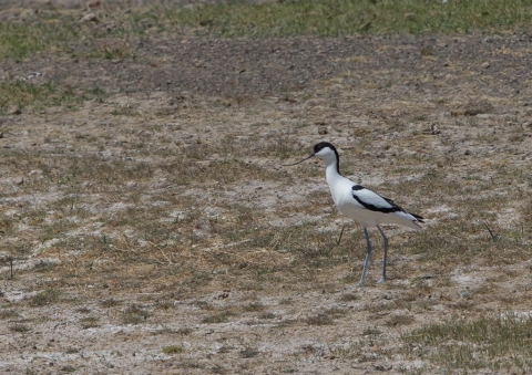 ソリハシセイタカシギ10