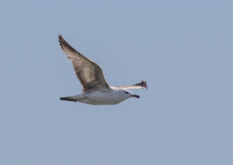 キアシセグロカモメ4