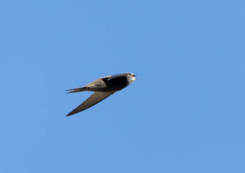 ヨーロッパアマツバメ4