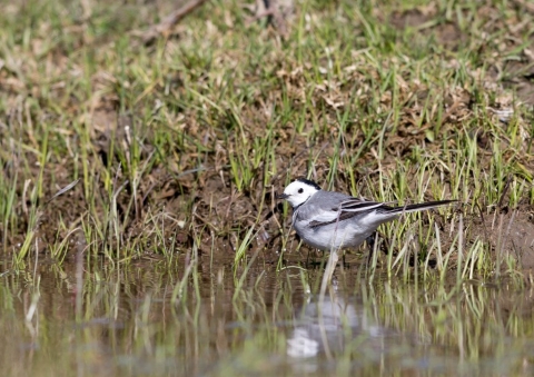 シベリアハクセキレイ1