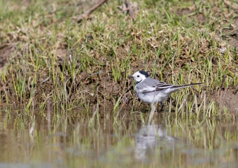 シベリアハクセキレイ2