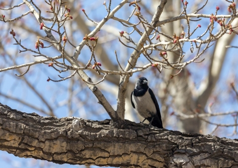 コクマルガラス2