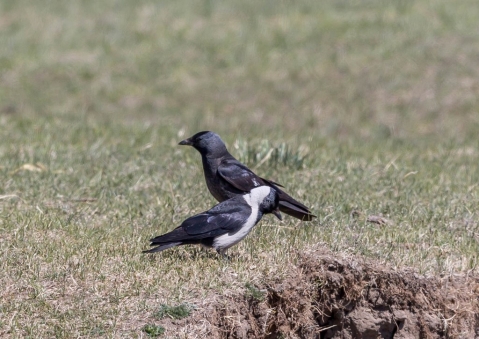 コクマルガラス3