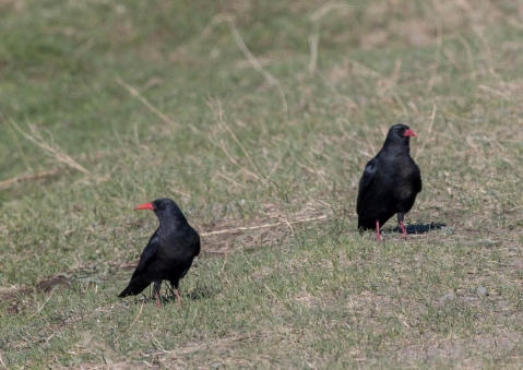 ベニハシガラス2