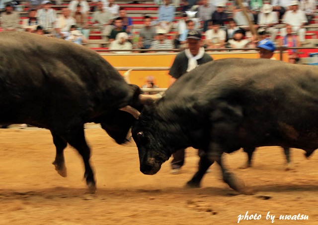 闘牛 (2)