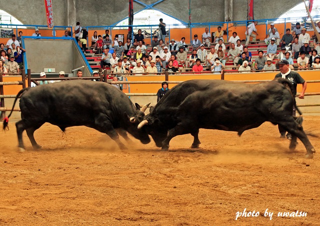 闘牛 (3)