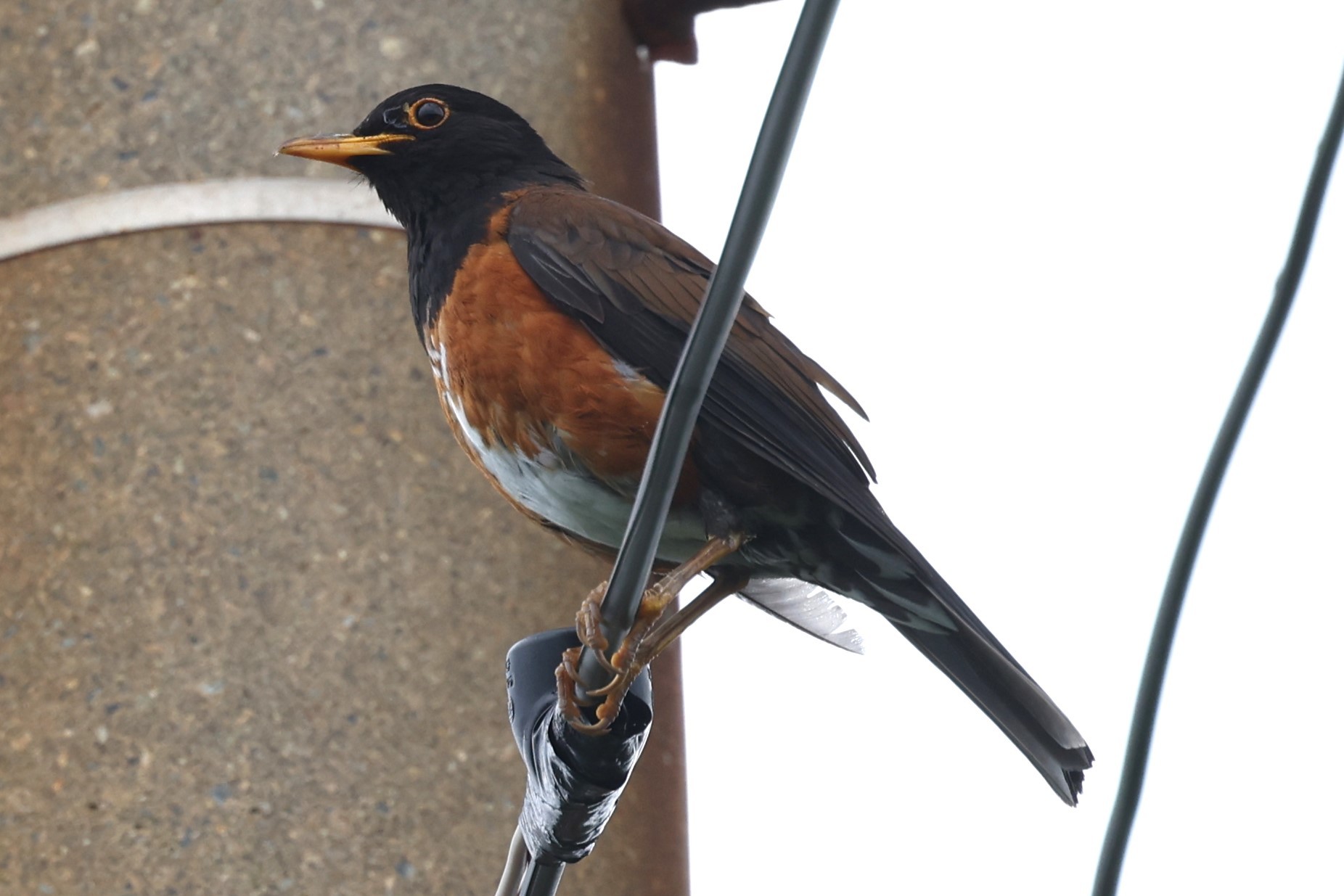 6P8A1480 618電線アカコッコ