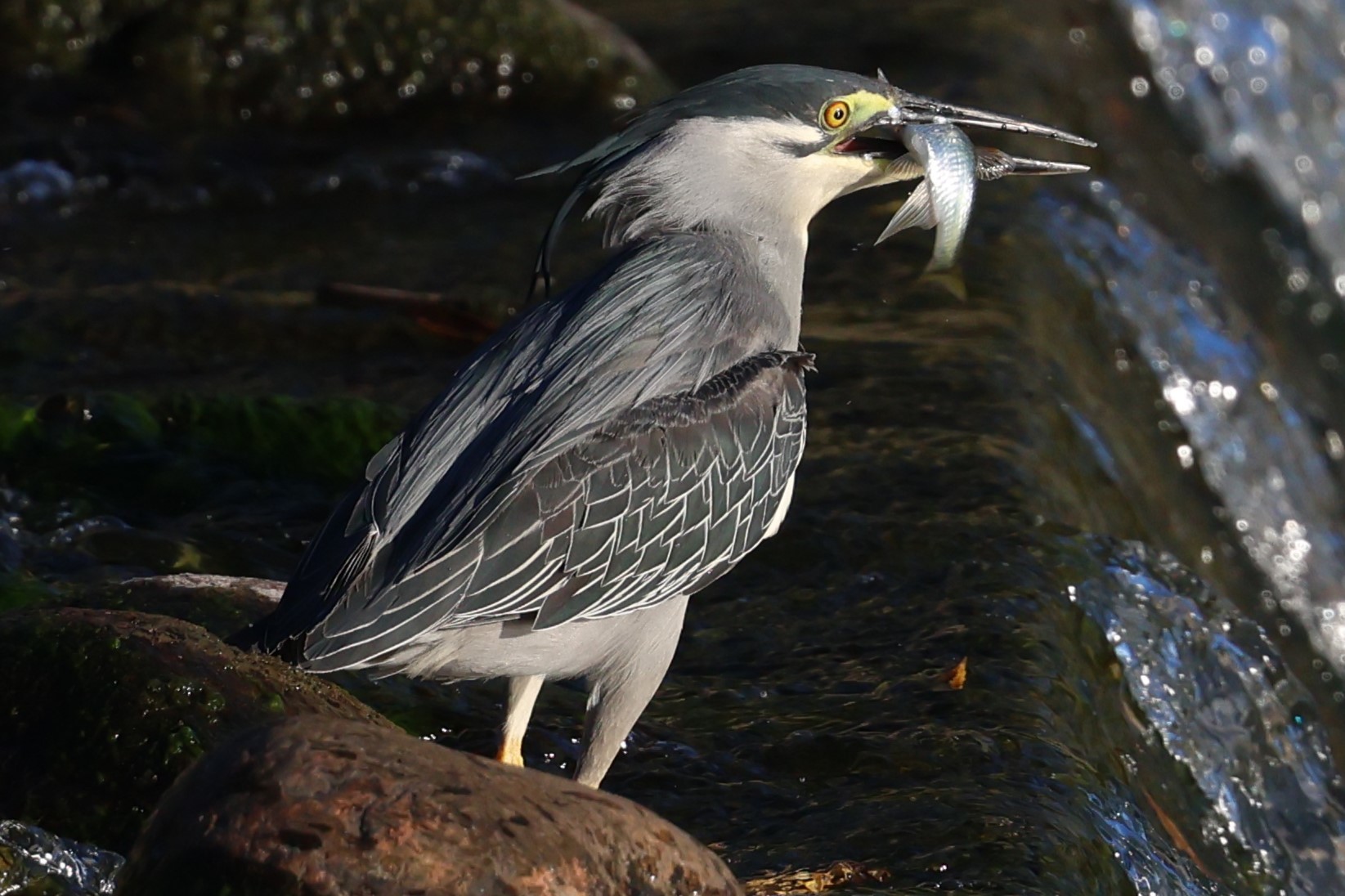 2N9A3768メカシャッター