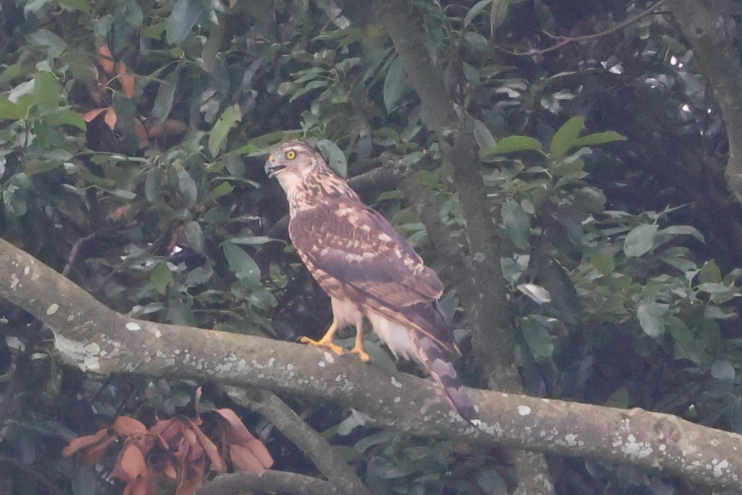 2N9A4571オオタカ枝