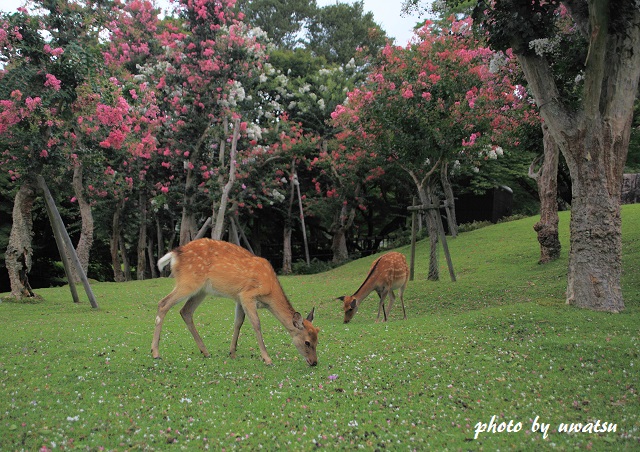 百日紅と鹿 (1)