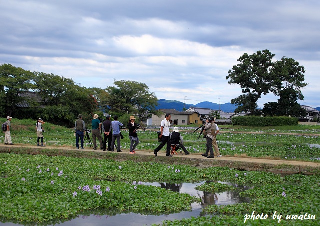本薬師寺ホテイアオイ (1)