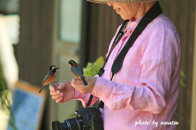 ヤマガラと遊ぶ (3)