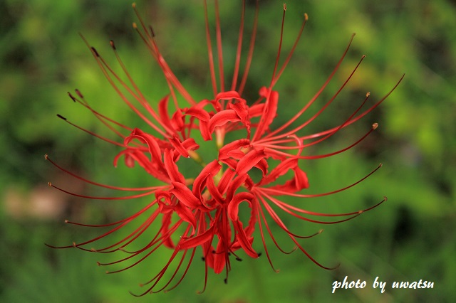 彼岸花 (1)