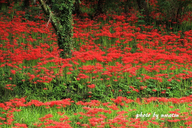 彼岸花 (1)