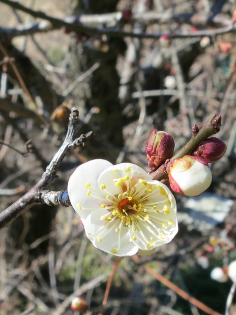 IMG_0825 (2) (480x640)