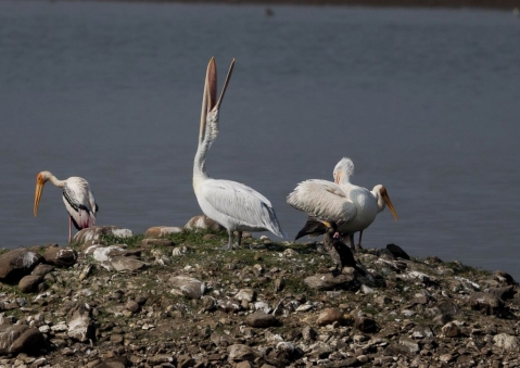 モモイロペリカン8